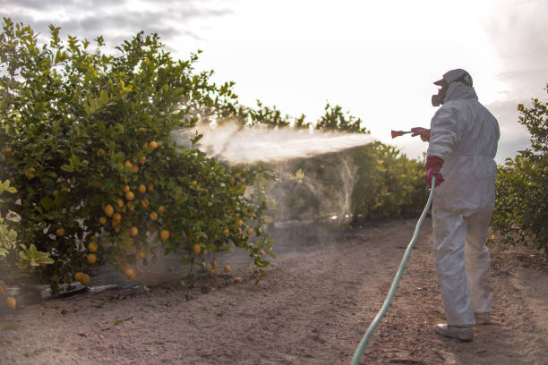 Best Pest Removal Services  in Batesville, TX