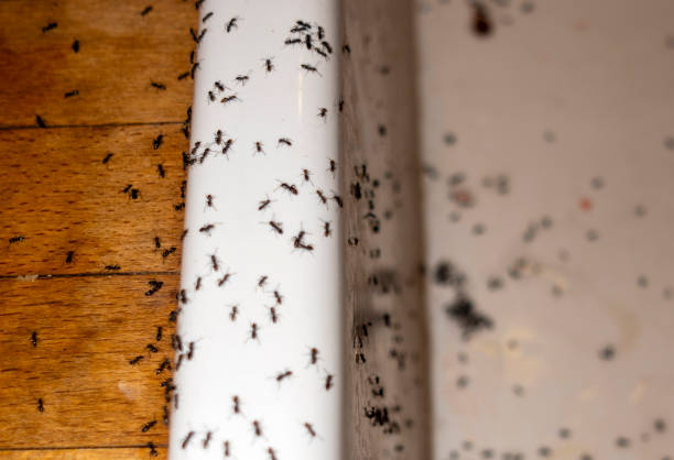 Professional Pest Control in Batesville, TX