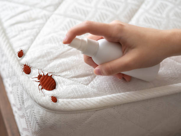 Best Flea Control Services  in Batesville, TX