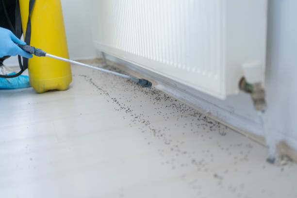 Best Ant Control Services  in Batesville, TX