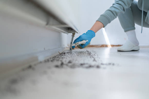 Best Local Pest Control Services  in Batesville, TX